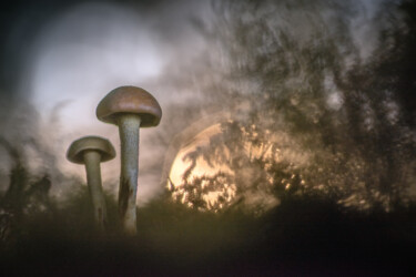 Photography titled "Champignons #3" by Alain Rappeneau, Original Artwork, Digital Photography