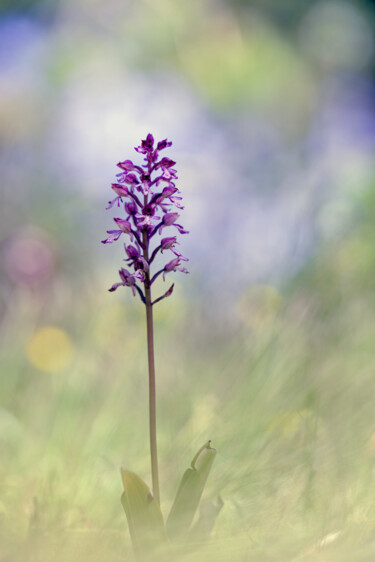 Φωτογραφία με τίτλο "Orchis militaris" από Alain Rappeneau, Αυθεντικά έργα τέχνης, Ψηφιακή φωτογραφία