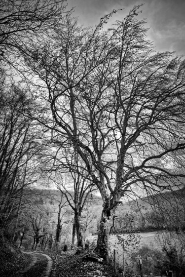 Photographie intitulée "Le hêtre de Lusigny…" par Alain Rappeneau, Œuvre d'art originale, Photographie numérique