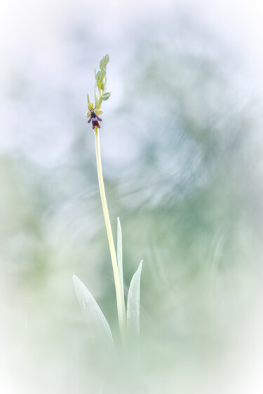 Photographie intitulée "Ophrys mouche #1" par Alain Rappeneau, Œuvre d'art originale, Photographie numérique