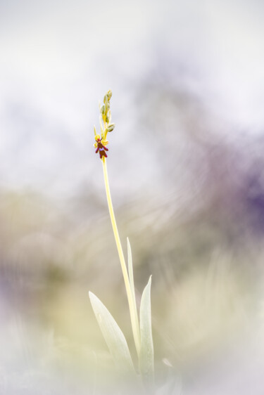 Fotografie mit dem Titel "Ophrys mouche #2" von Alain Rappeneau, Original-Kunstwerk, Digitale Fotografie