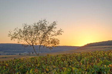 Photographie intitulée "Climat de Bourgogne…" par Alain Rappeneau, Œuvre d'art originale, Photographie numérique