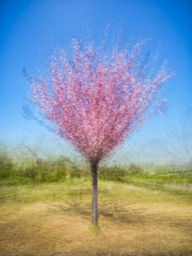 "CerisierDuJaponLeFê…" başlıklı Fotoğraf Alain Rappeneau tarafından, Orijinal sanat, Dijital Fotoğrafçılık