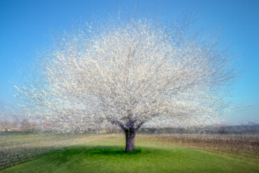 Fotografie getiteld "Cerisier En Fleurs,…" door Alain Rappeneau, Origineel Kunstwerk, Gemanipuleerde fotografie