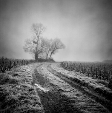Fotografie getiteld "Brouillard, Gevrey-…" door Alain Rappeneau, Origineel Kunstwerk, Film fotografie