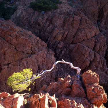 Photographie intitulée "The white pine" par Alain Rempfer, Œuvre d'art originale