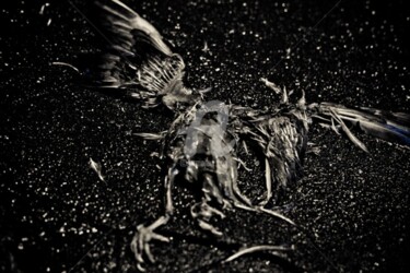 Photographie intitulée "Le Pigeon Parisien" par Alanig Keltz, Œuvre d'art originale