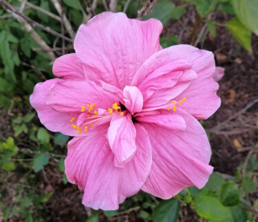 Fotografie mit dem Titel "Pink hibiscus flowe…" von Albertbs, Original-Kunstwerk, Digitale Fotografie