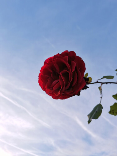 Photography titled "Big red rose with b…" by Albertbs, Original Artwork, Digital Photography