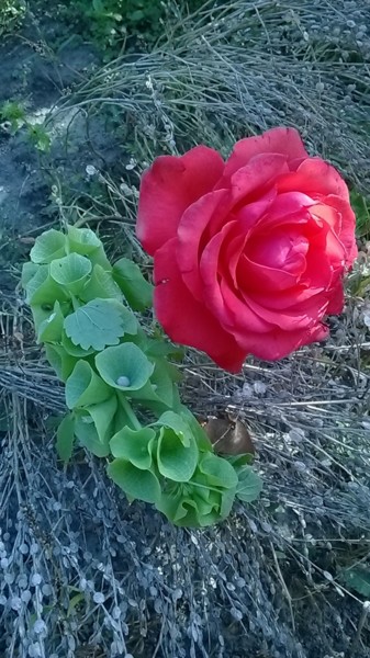 Photography titled "Rose with molucella…" by Marina Alexandrova, Original Artwork