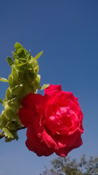 Arts numériques intitulée "Rose with molucella…" par Marina Alexandrova, Œuvre d'art originale, Autre