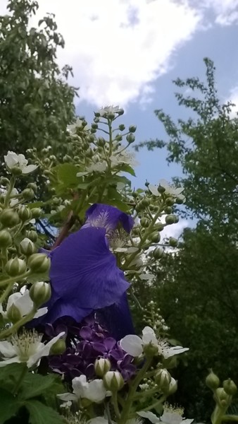 Photographie intitulée "Flowering iris and…" par Marina Alexandrova, Œuvre d'art originale