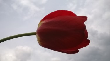 Photographie intitulée "Tulip and sky" par Marina Alexandrova, Œuvre d'art originale