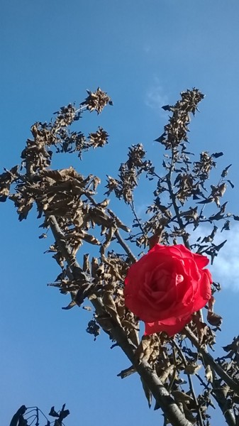 Photography titled "Rose on a dried app…" by Marina Alexandrova, Original Artwork