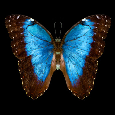 Artes digitais intitulada "Butterfly" por Aleksey Gorbenko, Obras de arte originais, Fotografia digital