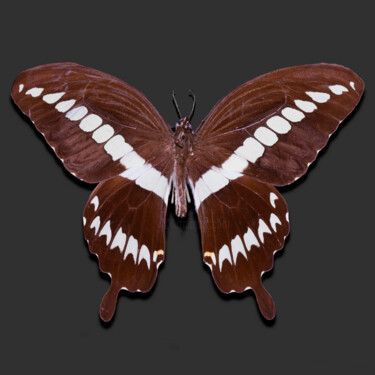Digitale Kunst mit dem Titel "Butterfly II" von Aleksey Gorbenko, Original-Kunstwerk, Digitale Fotografie