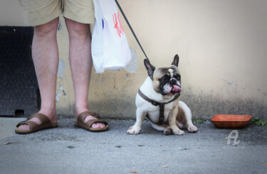 Photographie intitulée "French Bulldog" par Alen Gurovic, Œuvre d'art originale, Photographie non manipulée