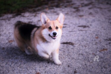 "Dog" başlıklı Fotoğraf Alen Gurovic tarafından, Orijinal sanat, Dijital Fotoğrafçılık