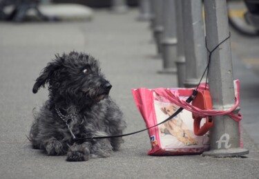 Photography titled "Dog and bag" by Alen Gurovic, Original Artwork, Non Manipulated Photography