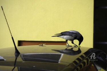 Photography titled "Bird On Roof" by Alen Gurovic, Original Artwork, Non Manipulated Photography
