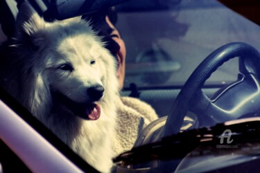 Photographie intitulée "Dog driver" par Alen Gurovic, Œuvre d'art originale, Photographie non manipulée