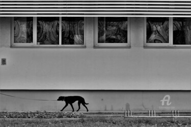 Photography titled "Black dog" by Alen Gurovic, Original Artwork, Non Manipulated Photography