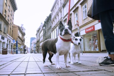 Photography titled "Two Dogs in Ilica s…" by Alen Gurovic, Original Artwork, Non Manipulated Photography