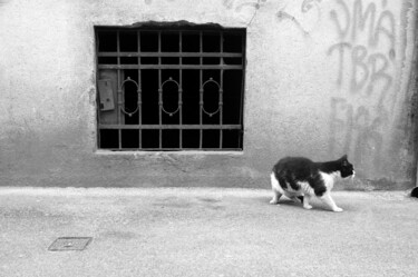 Photography titled "Cat in Zagreb." by Alen Gurovic, Original Artwork, Non Manipulated Photography
