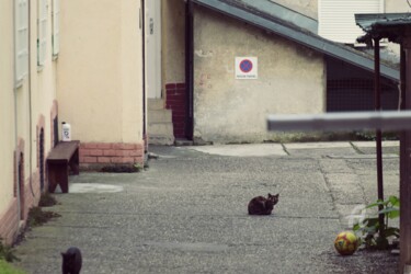 Fotografie getiteld "Cats" door Alen Gurovic, Origineel Kunstwerk, Niet gemanipuleerde fotografie