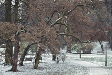 Fotografie mit dem Titel "Winter scene in par…" von Alen Gurovic, Original-Kunstwerk, Nicht bearbeitete Fotografie