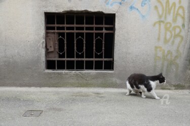 Fotografia intitulada "Cat v2" por Alen Gurovic, Obras de arte originais, Fotografia Não Manipulada