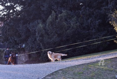 Photography titled "Dogs on the leash" by Alen Gurovic, Original Artwork, Non Manipulated Photography