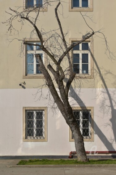 Fotografie getiteld "old tree and new fa…" door Alen Gurovic, Origineel Kunstwerk, Niet gemanipuleerde fotografie