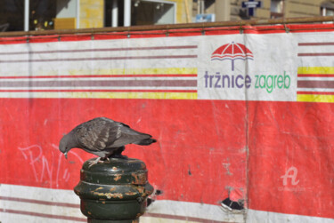 Photography titled "Pigeon in Zagreb v2" by Alen Gurovic, Original Artwork, Digital Photography