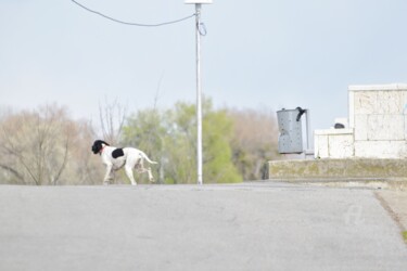 Fotografie mit dem Titel "Running dog" von Alen Gurovic, Original-Kunstwerk, Nicht bearbeitete Fotografie