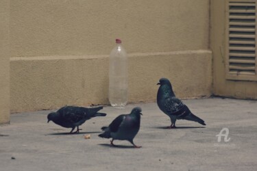 Photography titled "three pigeons and t…" by Alen Gurovic, Original Artwork, Digital Photography