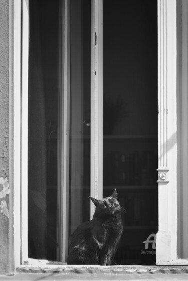 Photography titled "Cats v2" by Alen Gurovic, Original Artwork, Non Manipulated Photography