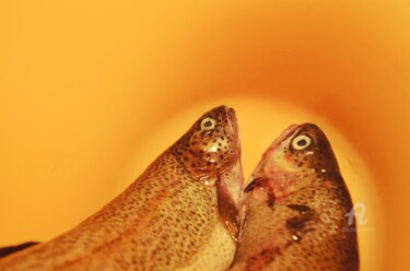 Photography titled "Two fish" by Alen Gurovic, Original Artwork, Non Manipulated Photography
