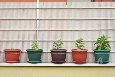 Photography titled "5 stages of growing…" by Alen Gurovic, Original Artwork, Non Manipulated Photography