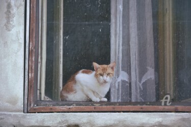 Photography titled "Cat behind bars" by Alen Gurovic, Original Artwork, Non Manipulated Photography