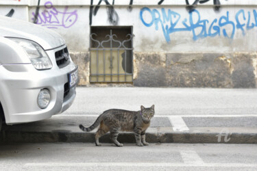Photography titled "Cat in Zagreb" by Alen Gurovic, Original Artwork, Non Manipulated Photography