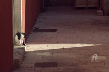 Photography titled "Cats v3" by Alen Gurovic, Original Artwork, Digital Photography
