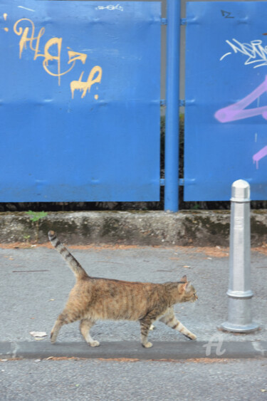 Fotografia intitulada "Catwalk" por Alen Gurovic, Obras de arte originais, Fotografia digital