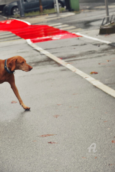 Φωτογραφία με τίτλο "The one-legged dog…" από Alen Gurovic, Αυθεντικά έργα τέχνης, Ψηφιακή φωτογραφία