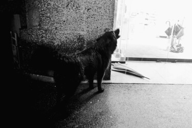 Photographie intitulée "Black wolf" par Alen Gurovic, Œuvre d'art originale, Photographie numérique
