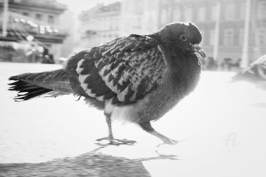 Photography titled "Pigeon overthinker" by Alen Gurovic, Original Artwork, Digital Photography