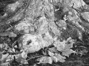 Фотография под названием "The roots of turtle" - Alen Gurovic, Подлинное произведение искусства, Цифровая фотография