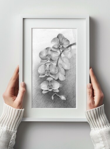 Drawing titled "Blooming orchid" by Alena Post, Original Artwork, Graphite