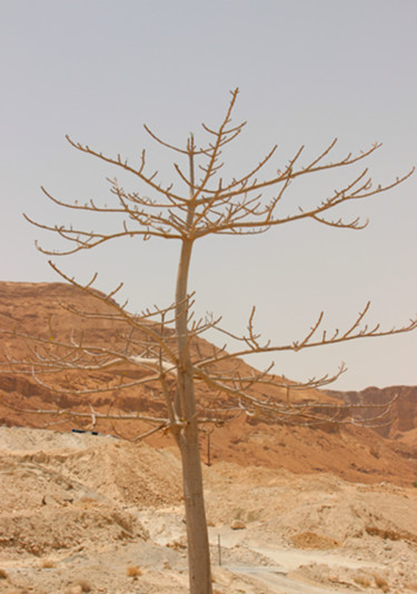Photography titled "Intense Desert - De…" by Alessandra Garcia, Original Artwork, Analog photography