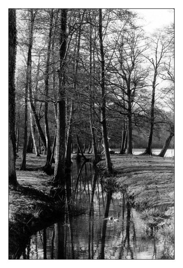 Photographie intitulée "ruisseau" par Jean-Louis Alessandri, Œuvre d'art originale
